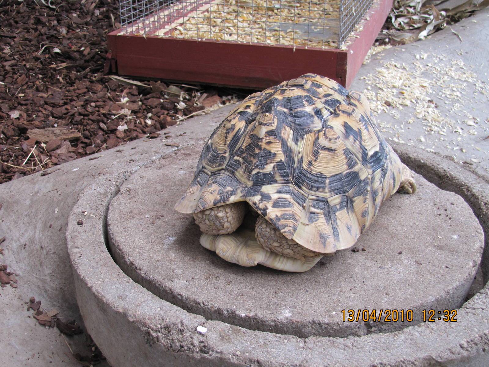 a Leopard Tortoise