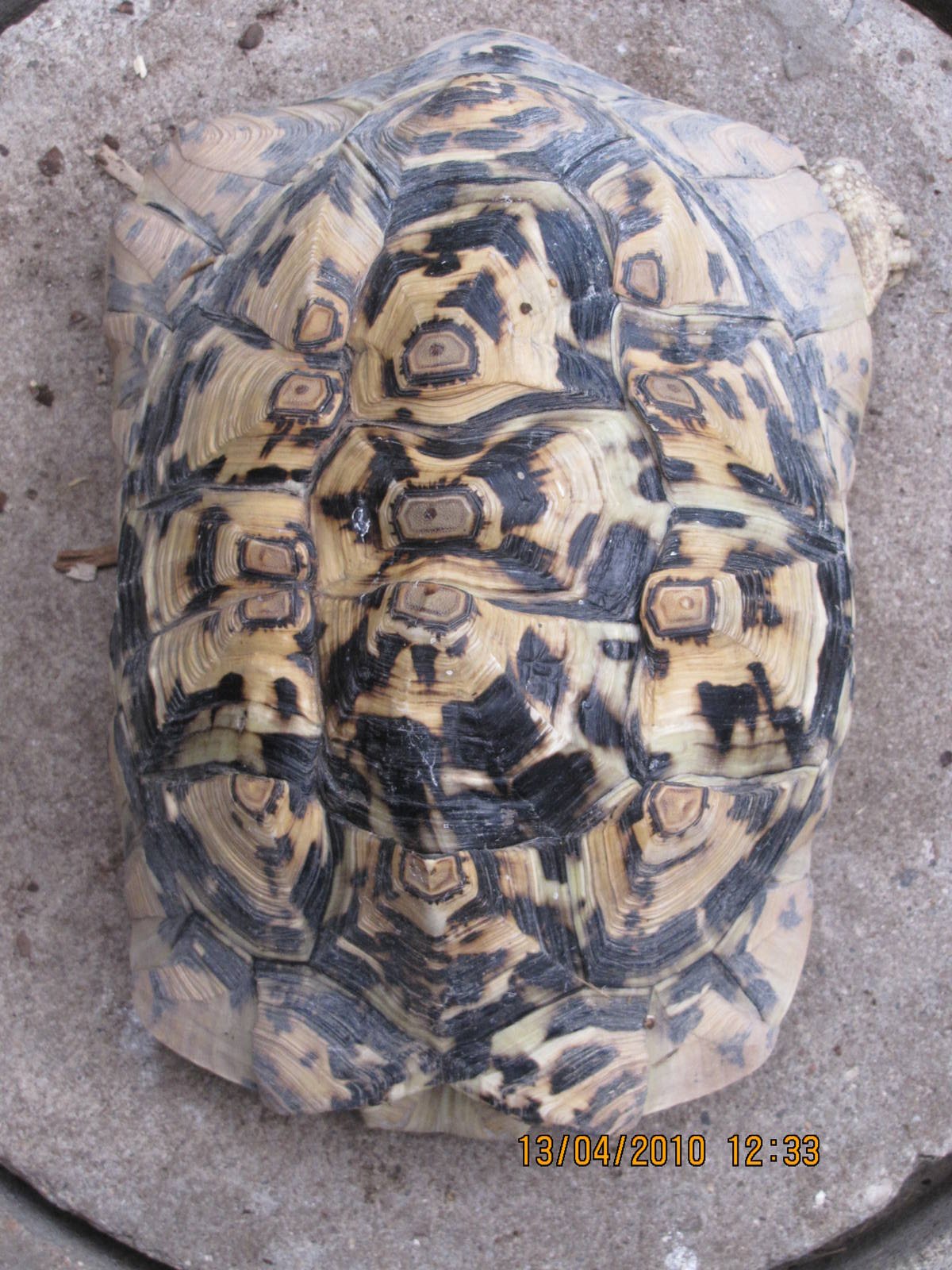 a Leopard Tortoise