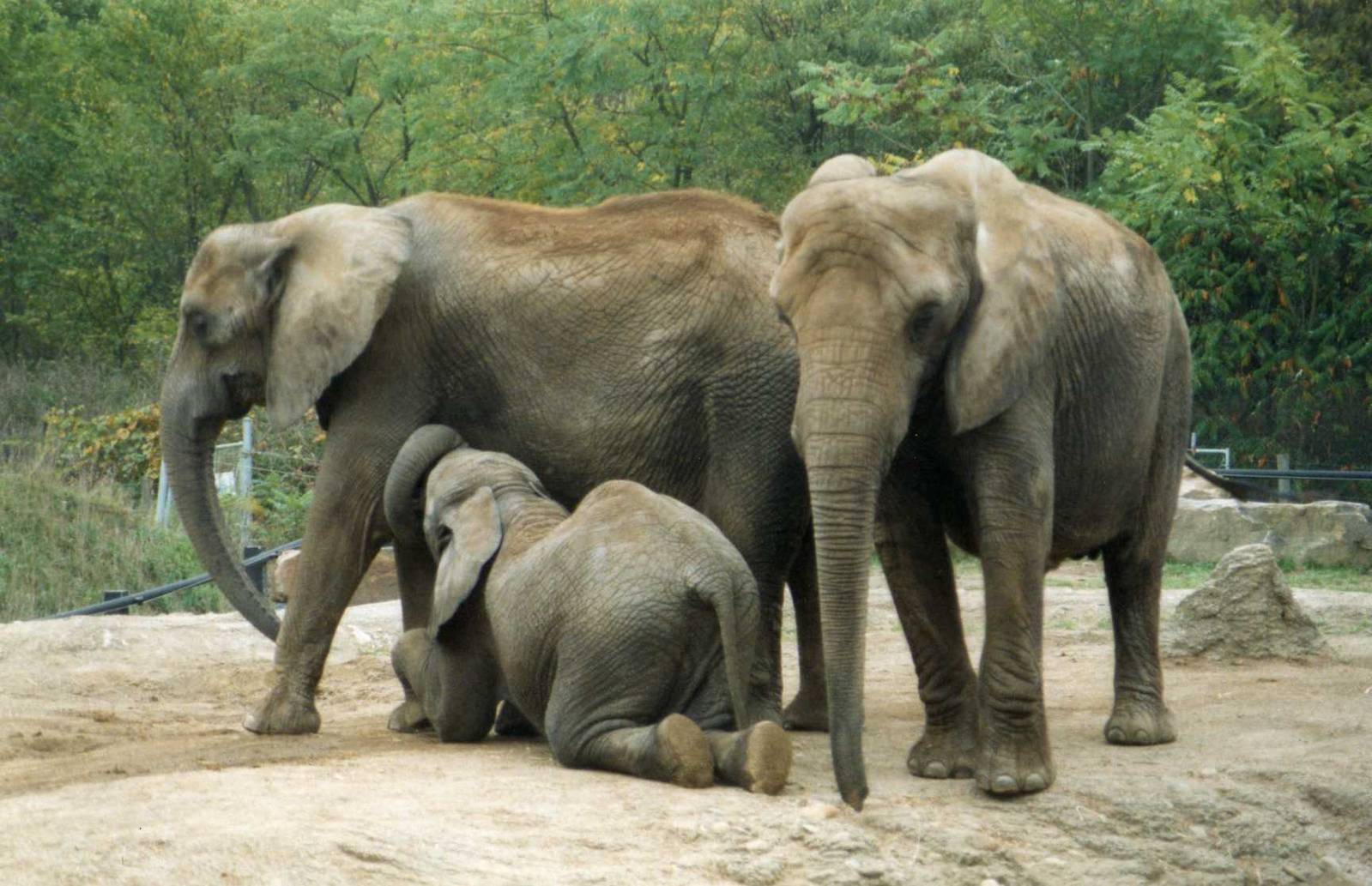 A little bit too old for milk ?