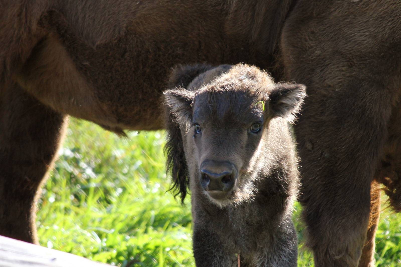 A little boy named Avgandalf, born 17 sept