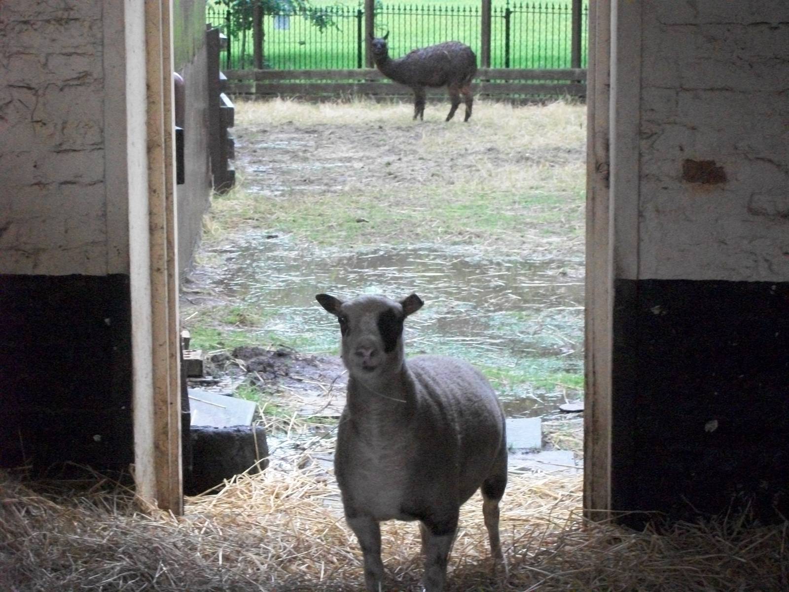 A little damp behind the stall, 10th August 2014