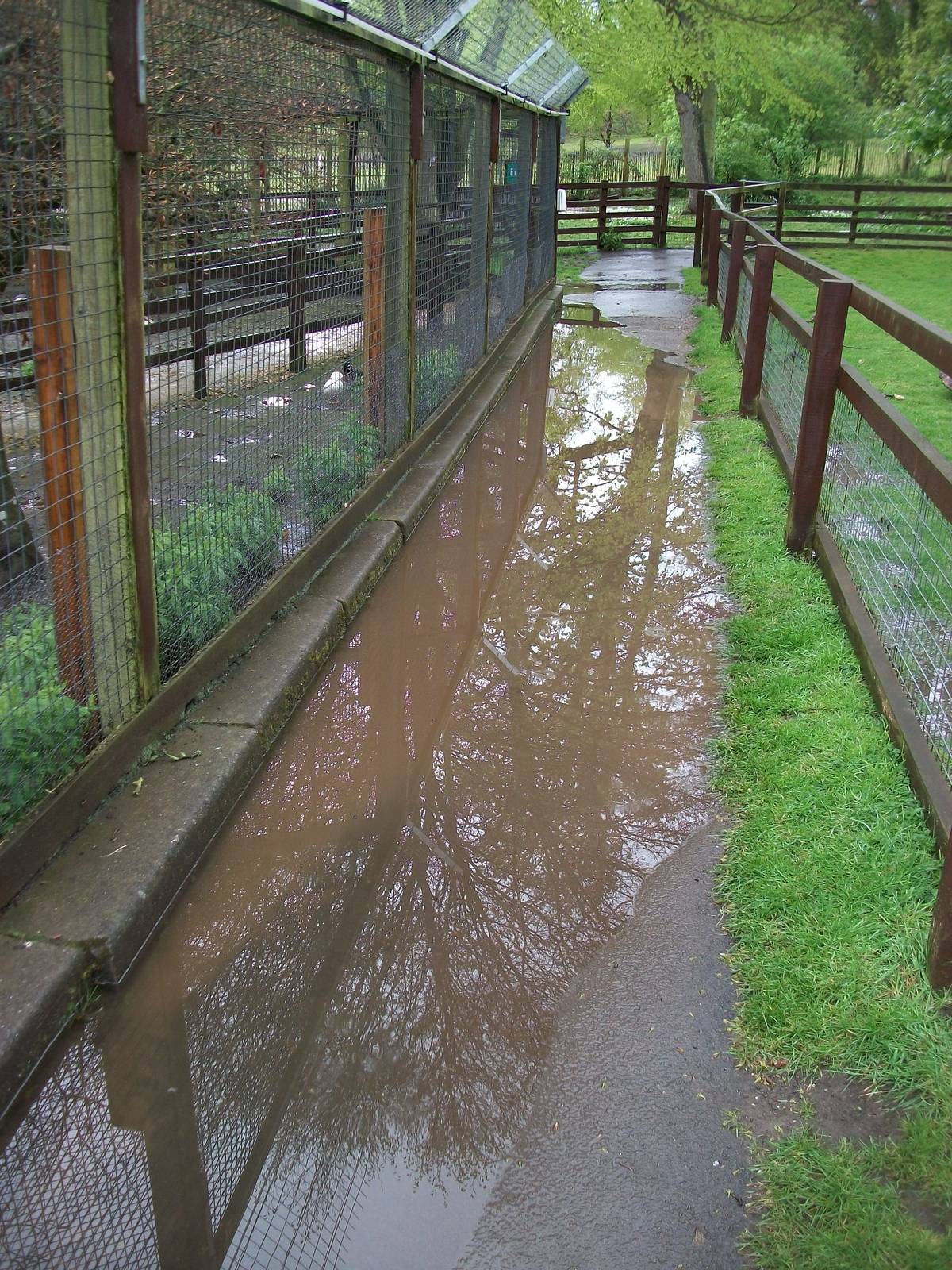 A little damp by the walk-through aviary, 10th May 2014