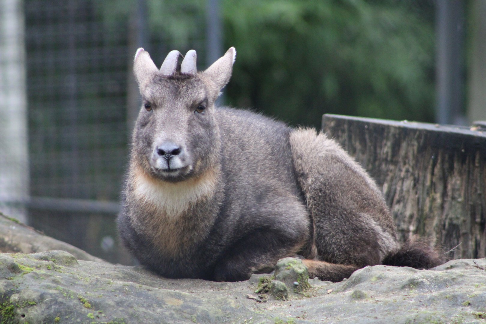 A Loaf of Goral (N. g. arnouxianus)