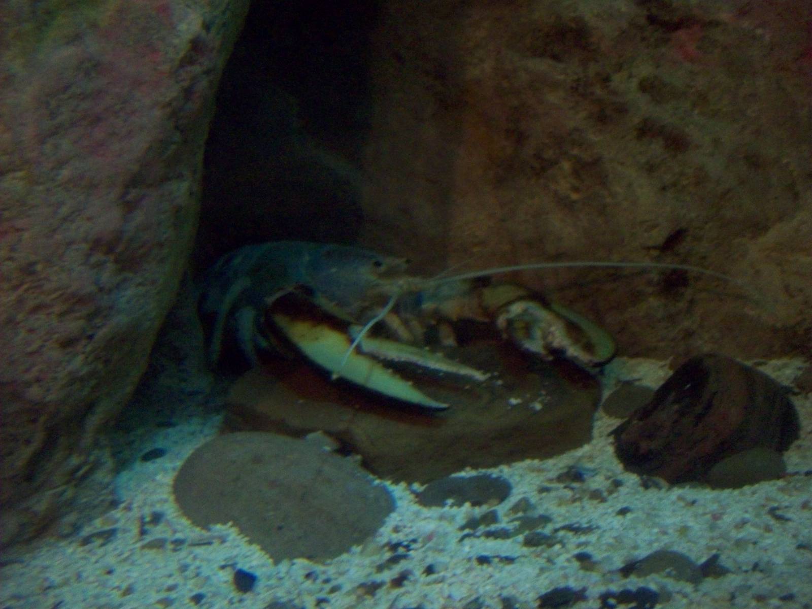 A lobster that won't be eaten!