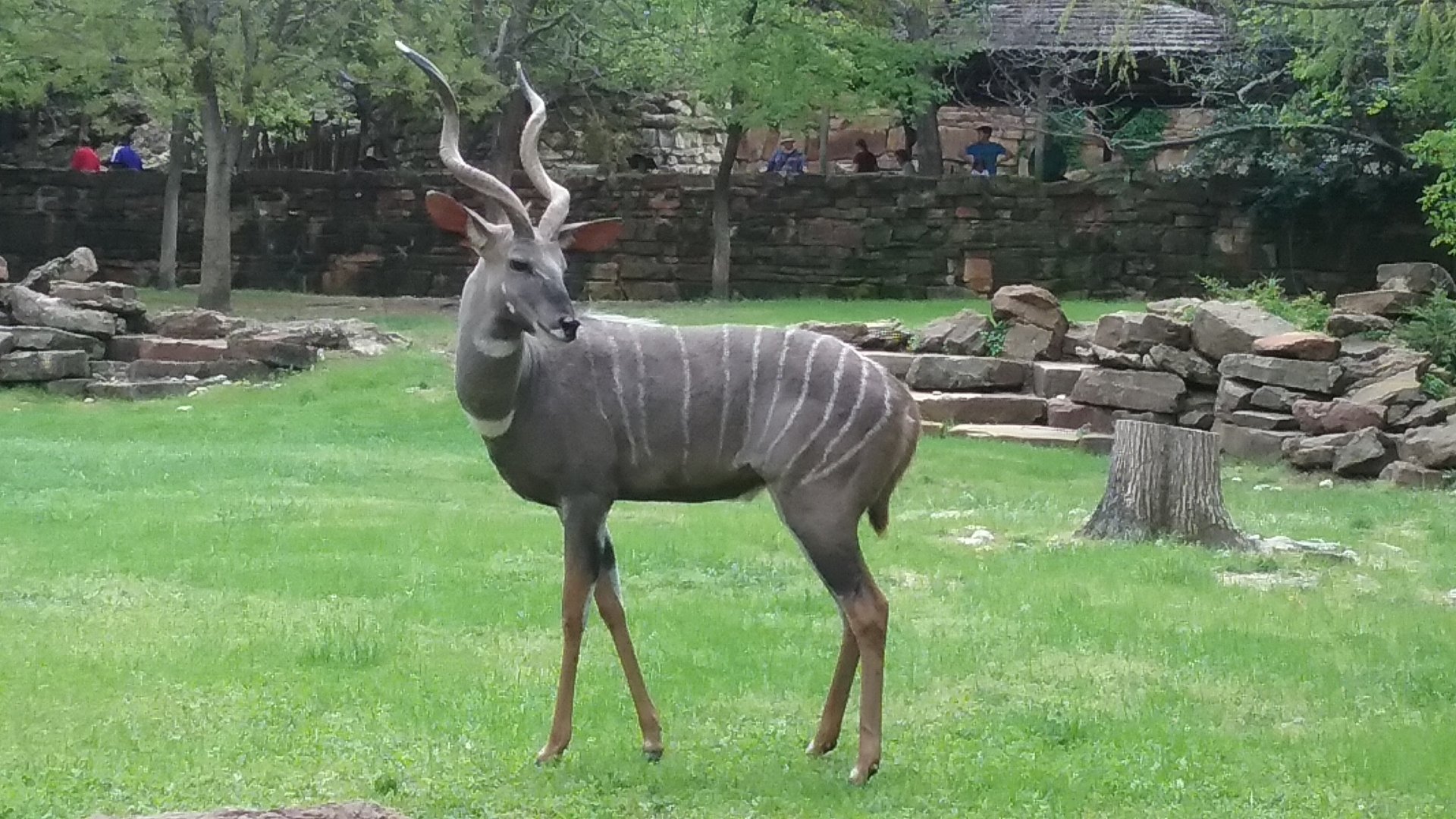 A lone male lesser kudu
