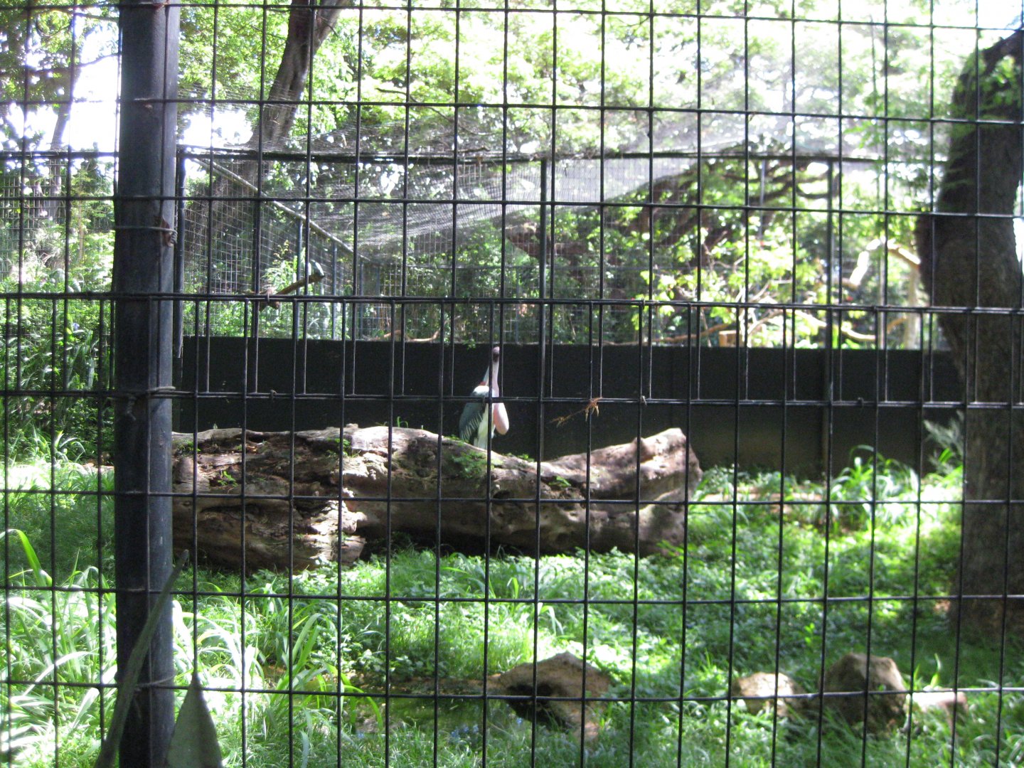 A lone marabou stork...