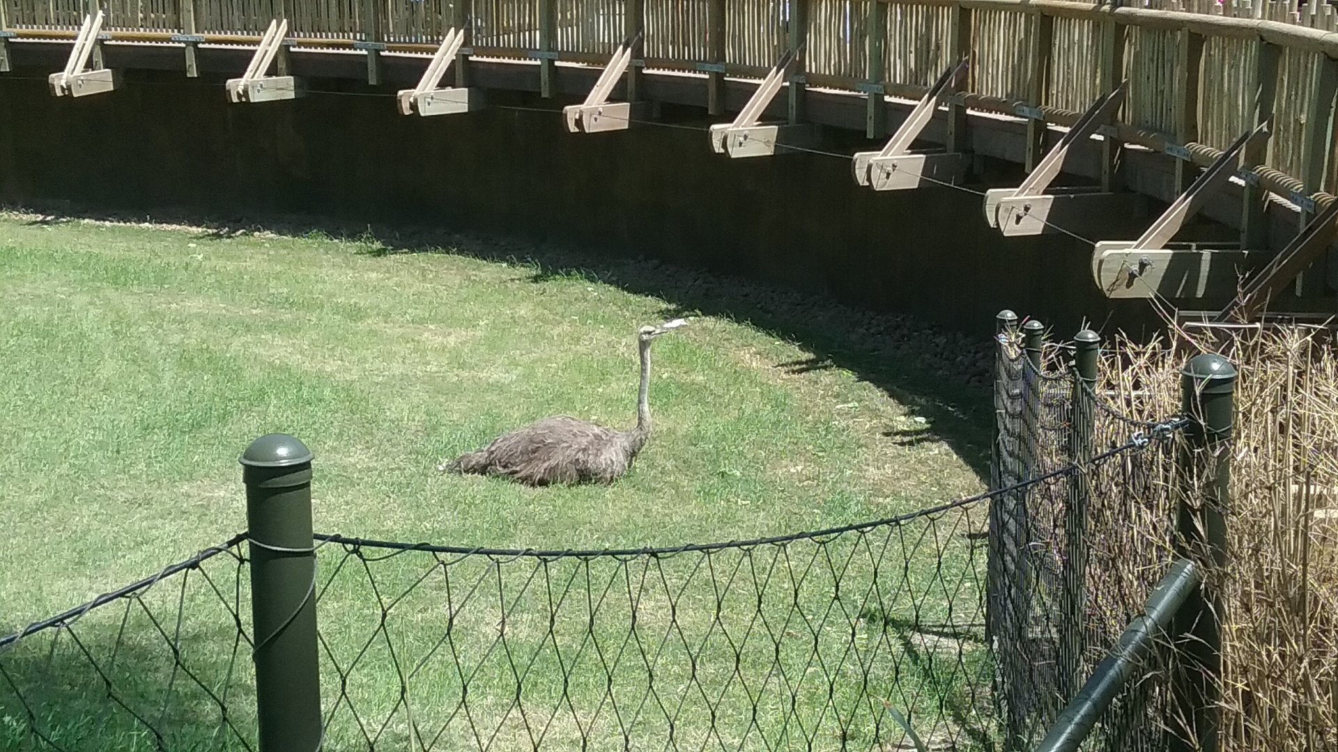 A lone ostrich