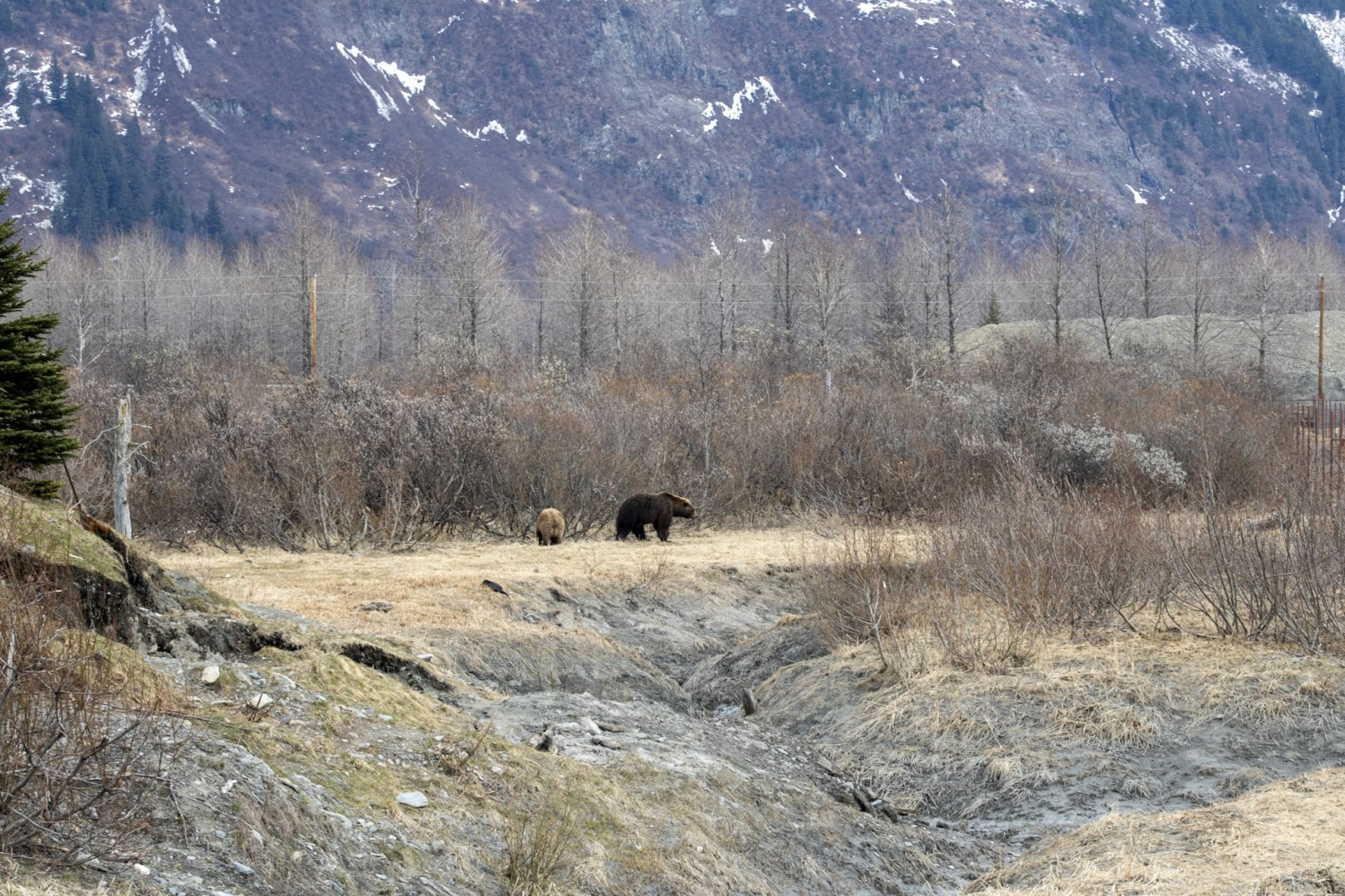 A long view of the Brown Bear Exhibit giving some sense of scale