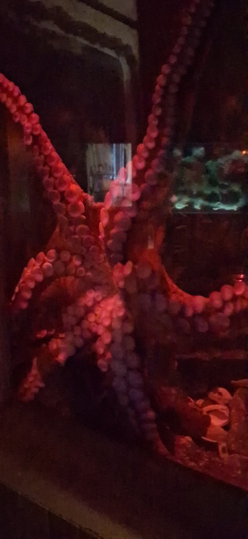 a look at the underside of a giant pacific octopus