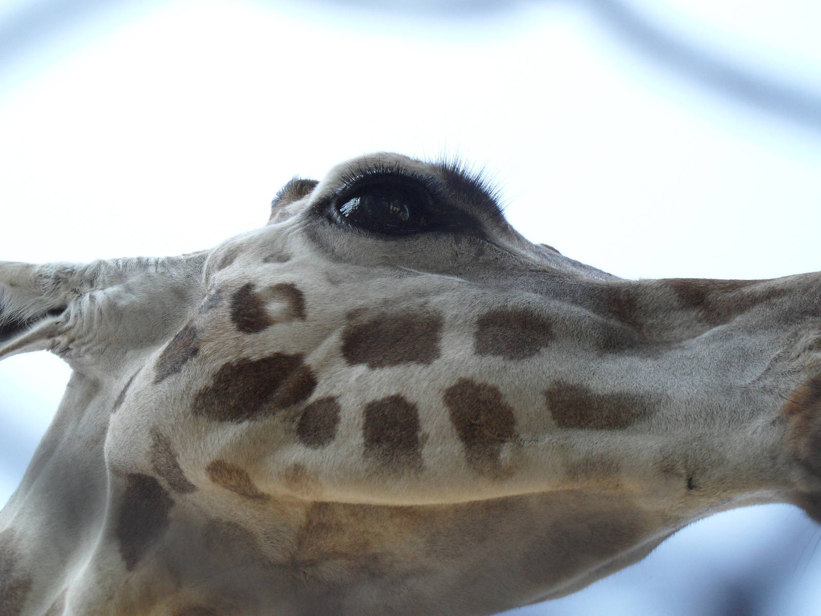 A look through the mesh