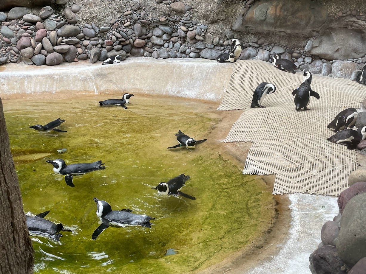 A Lot of African Penguins