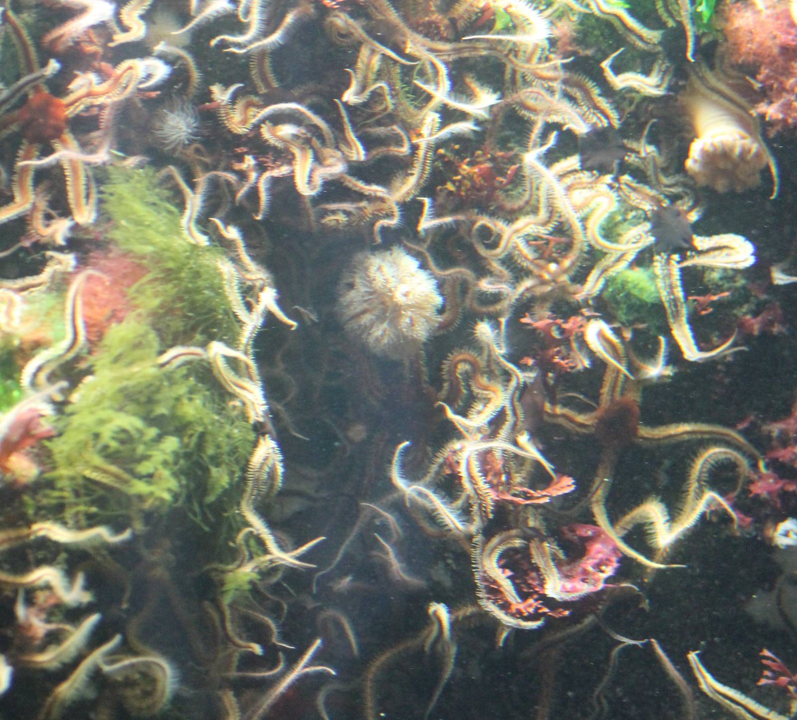 A lot of Black serpent stars