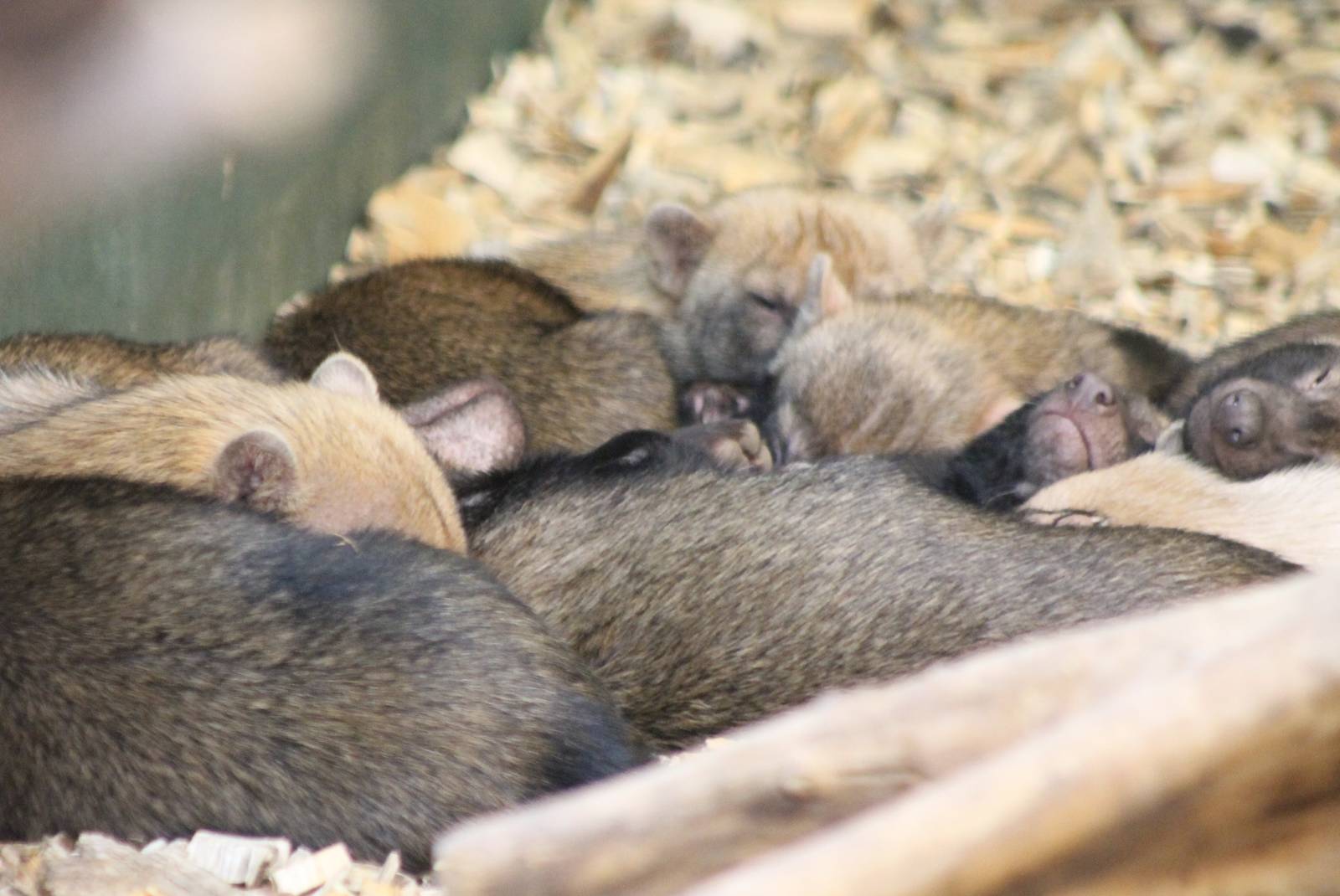 A lot of Bush dogs...... sleeping