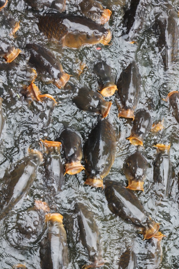 A lot of carps