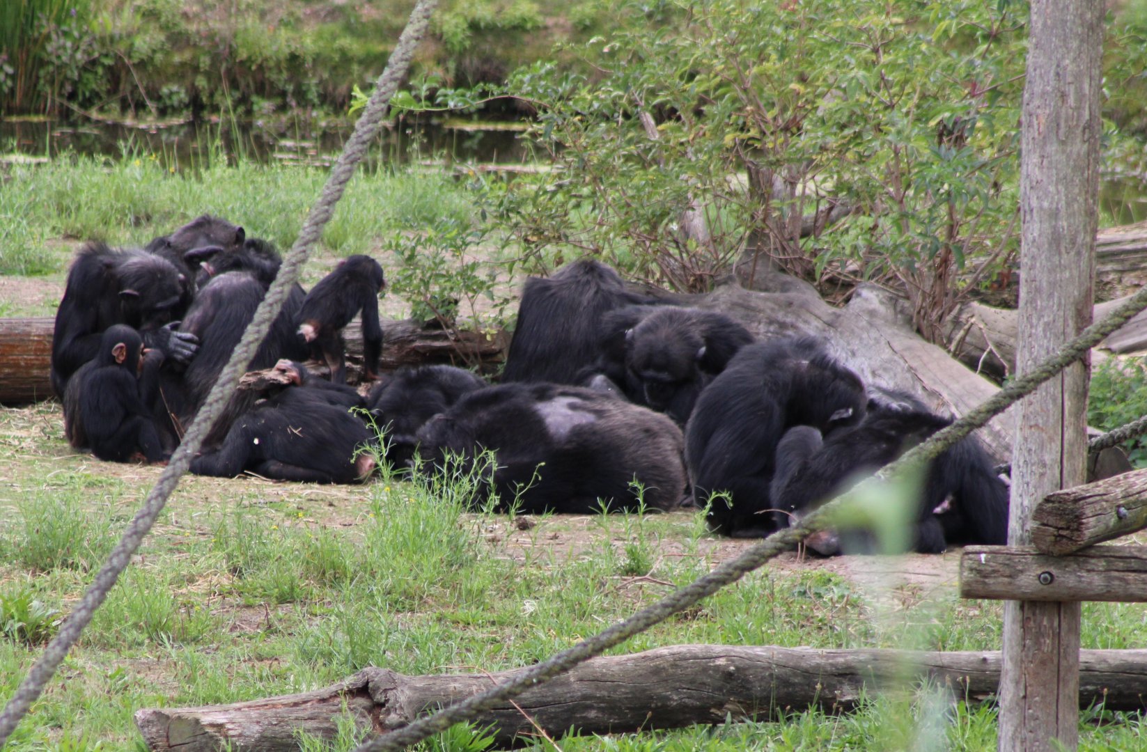 A lot of Chimps !