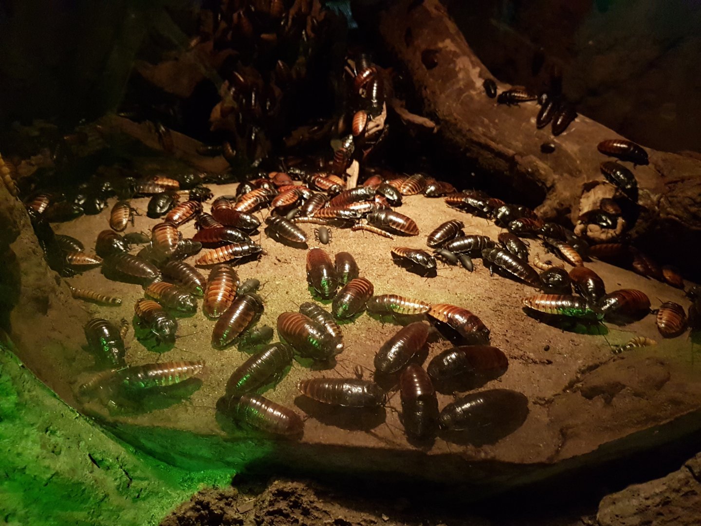 A lot of cockroaches