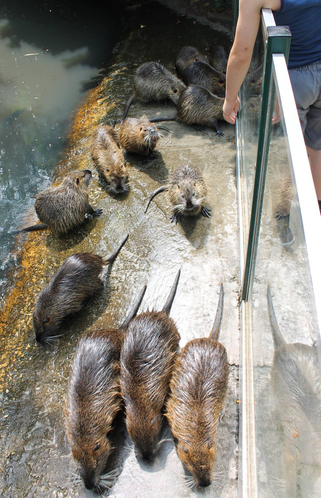 A lot of Coypu's
