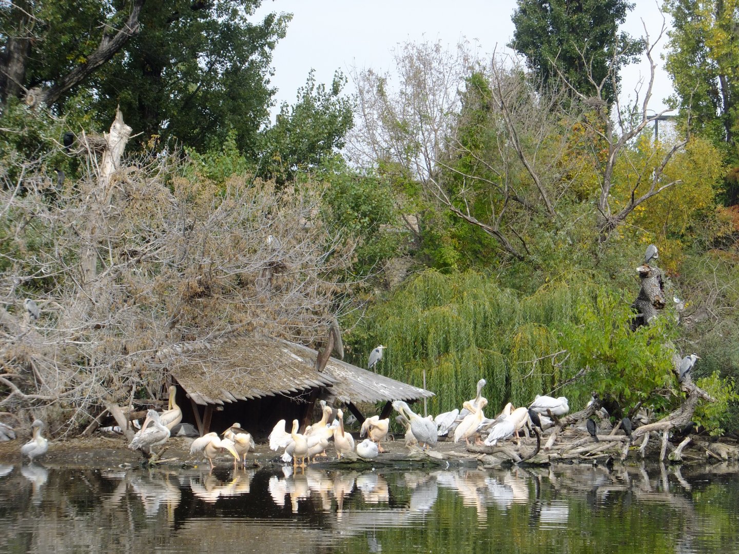 A lot of pelicans (3x zoom)