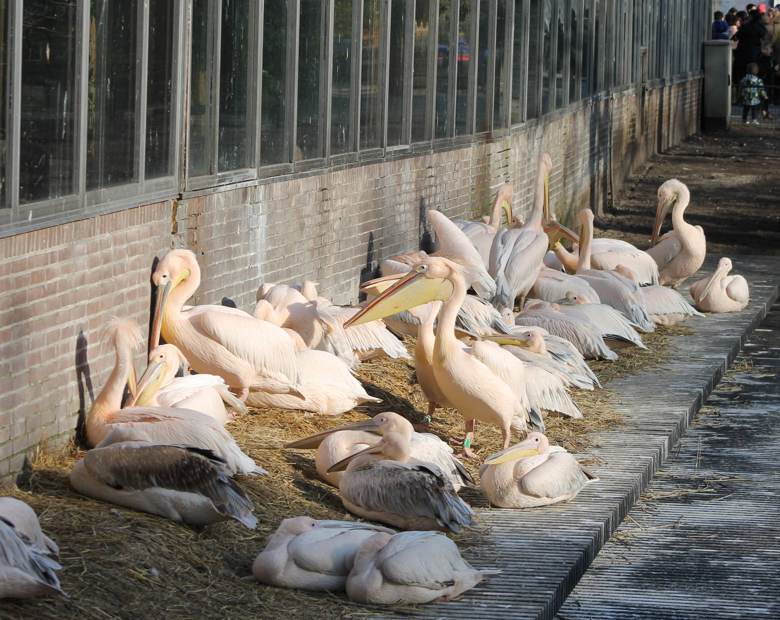 A lot of Pelicans