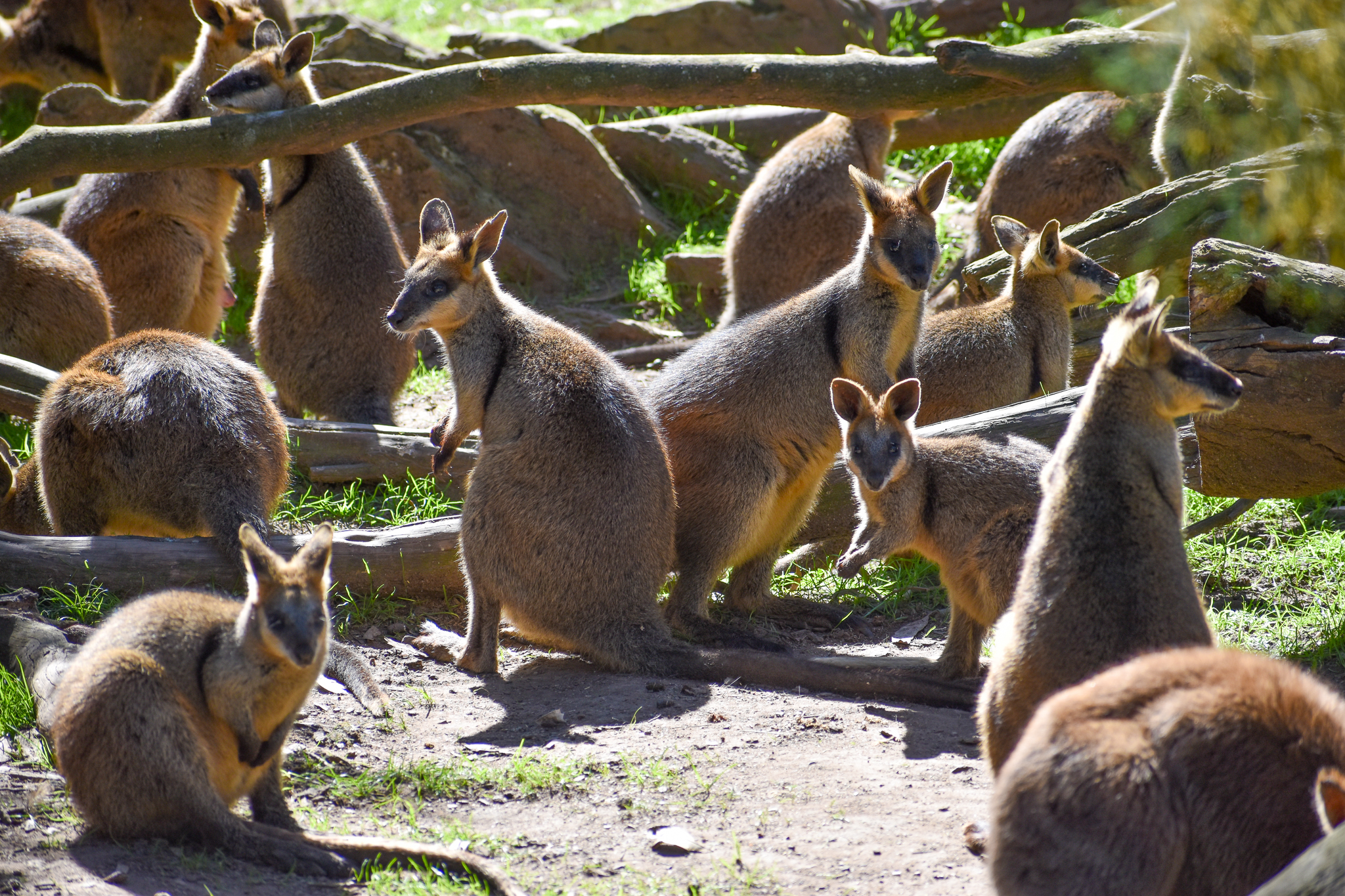 A lot of Swamp Wallabies!