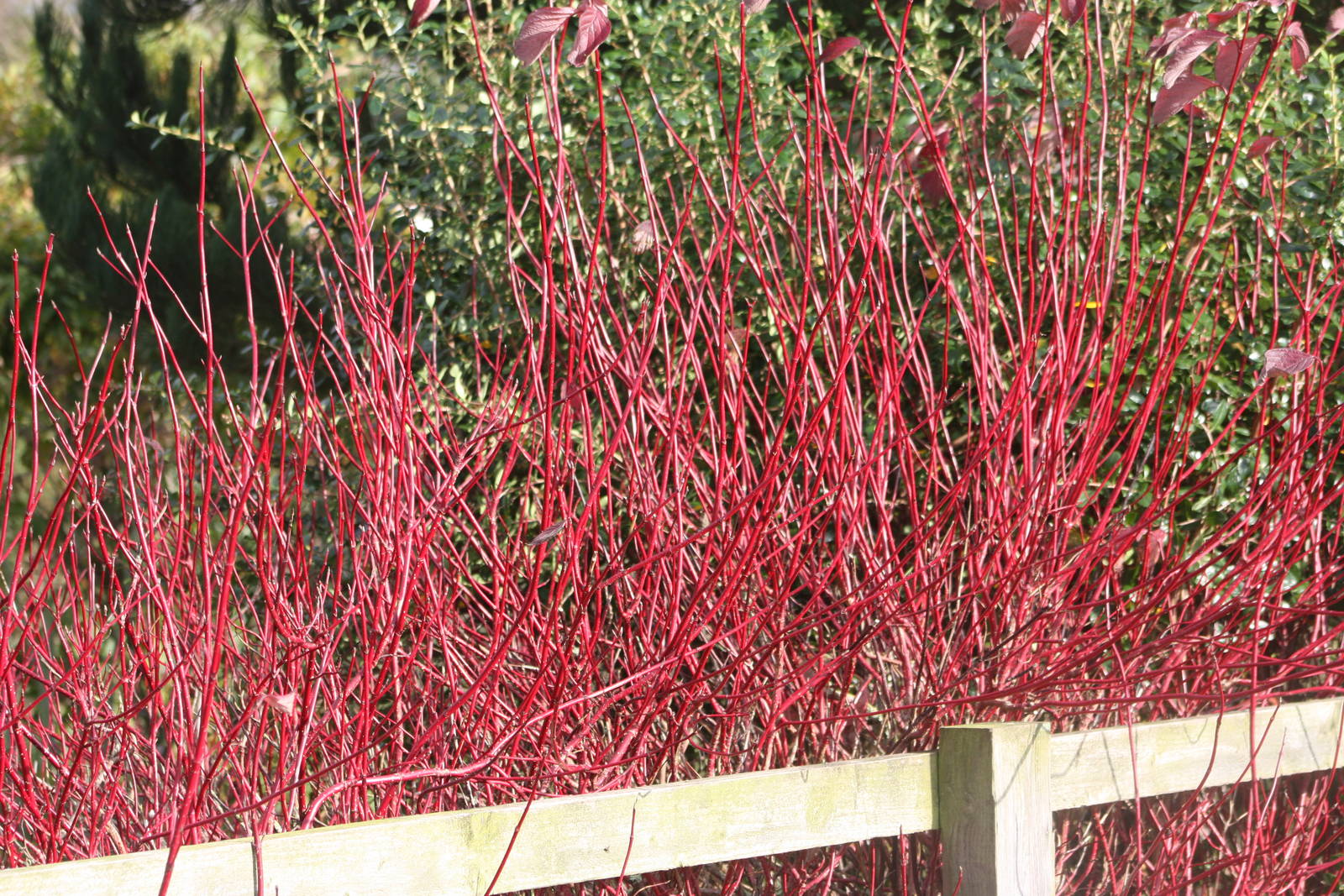 A lovely red, 23rd October 2014