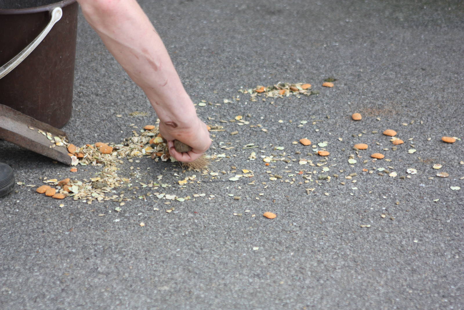 A loyal volunteer cleans up KeeperKatie's Degu food disaster, 30th August 2