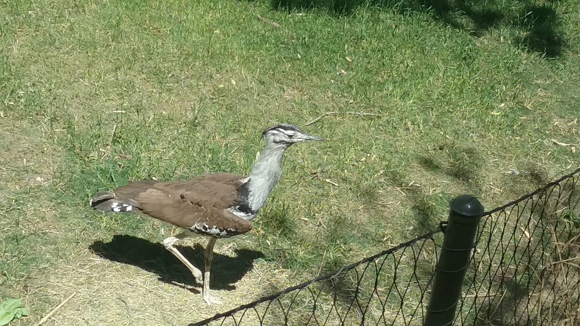 A male kori bustard