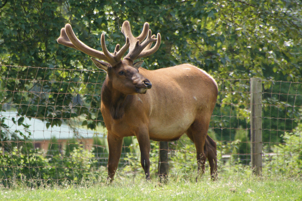 A male Roosevelt Elk