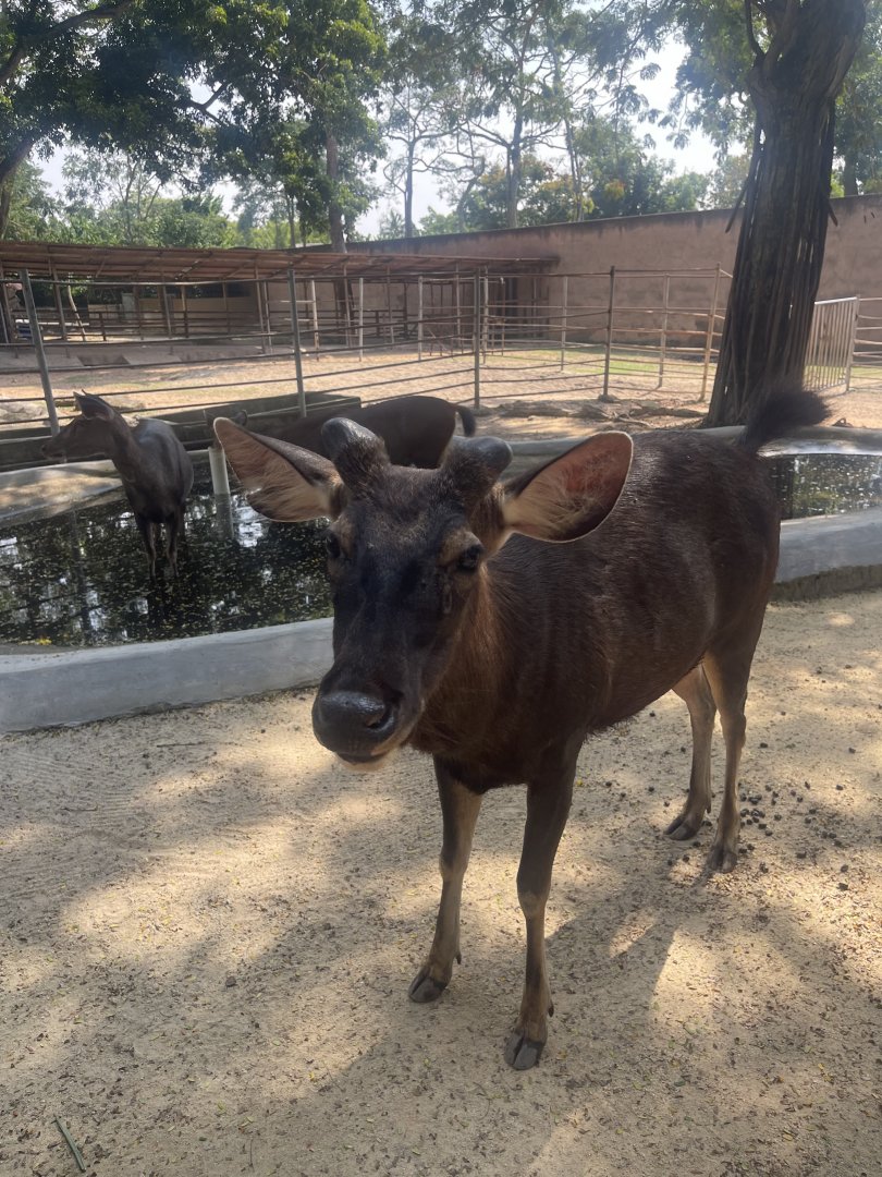 A male Sambar Deer at Afamosa Safari Wonderland