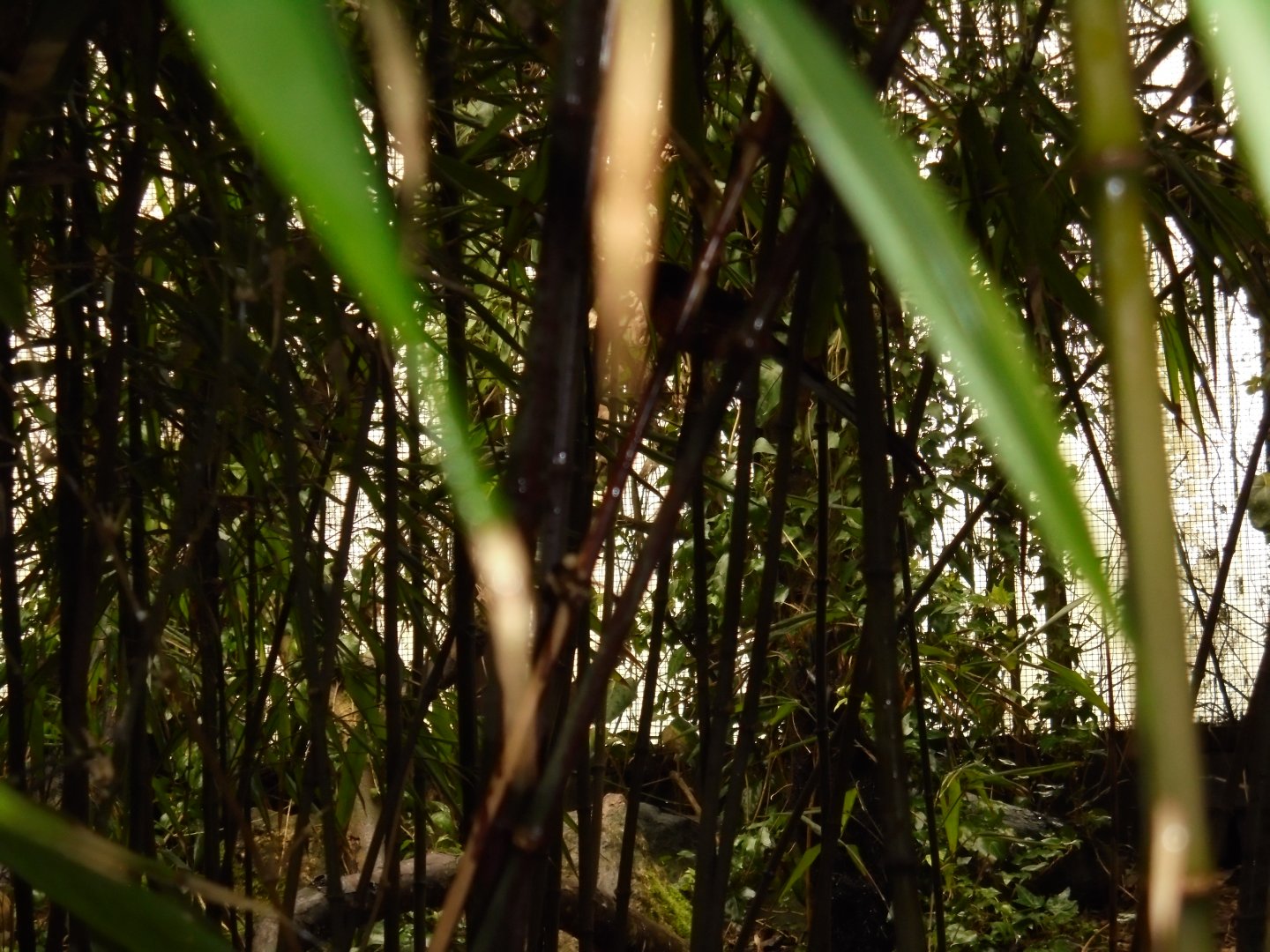 A male White-rumped shama (Copsychus malabaricus)