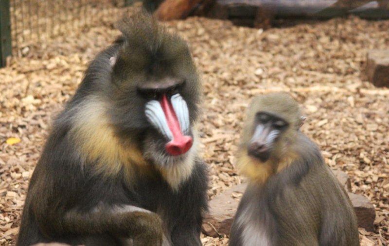 A Mandrill and his lass