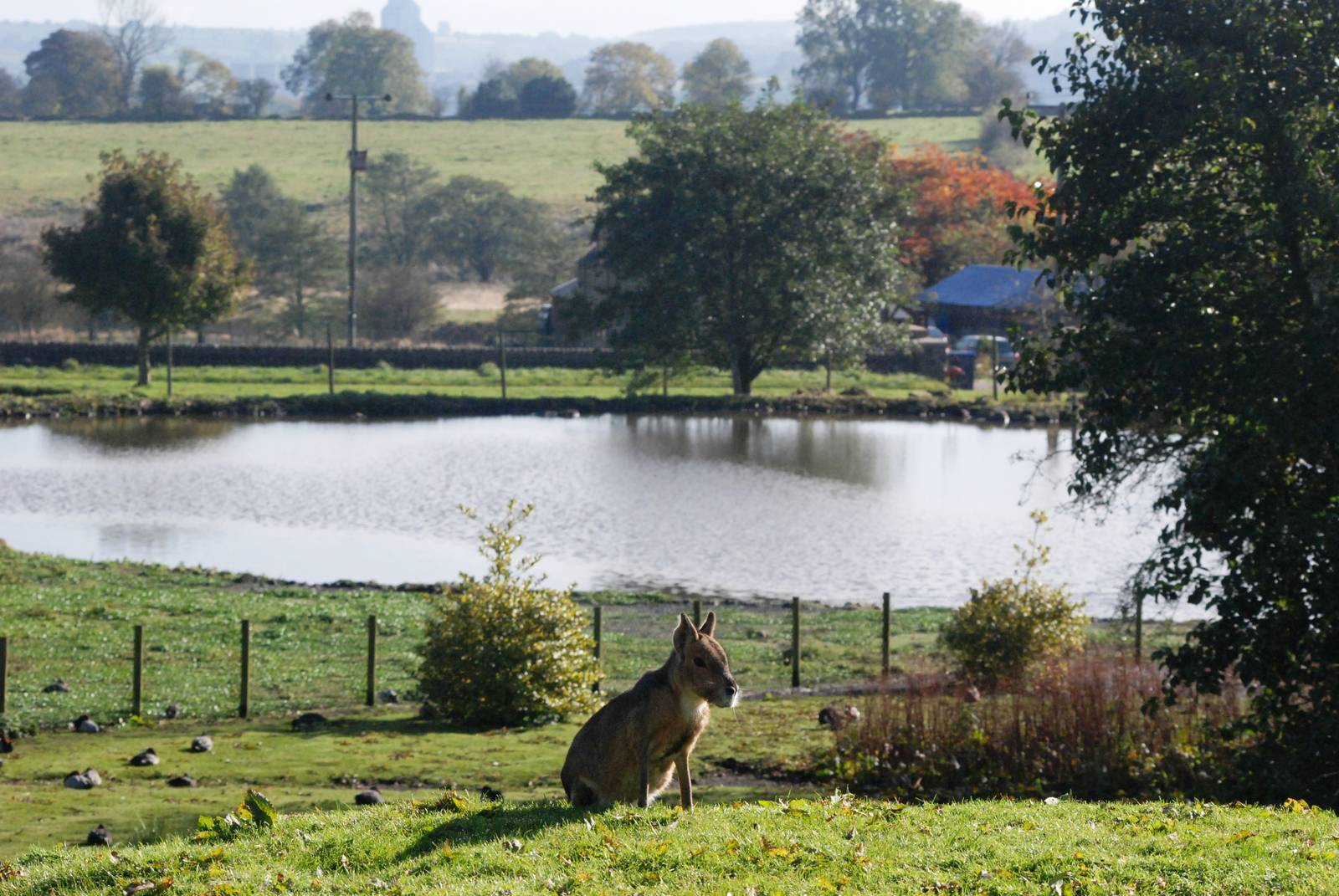 A Mara With A View at Blackbrook, 21/10/12