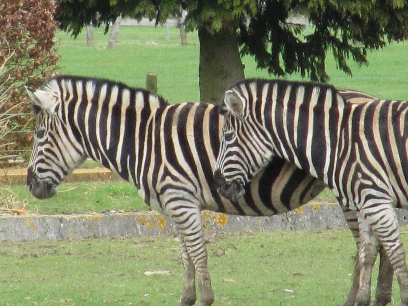 A matching pair oif zebras
