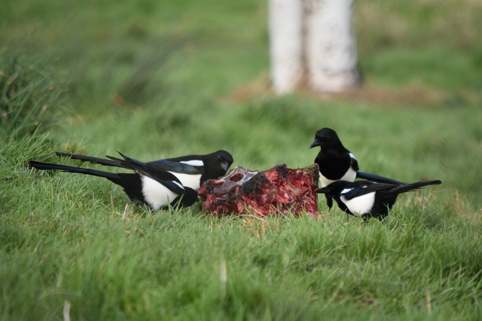 A meal fit for a king?