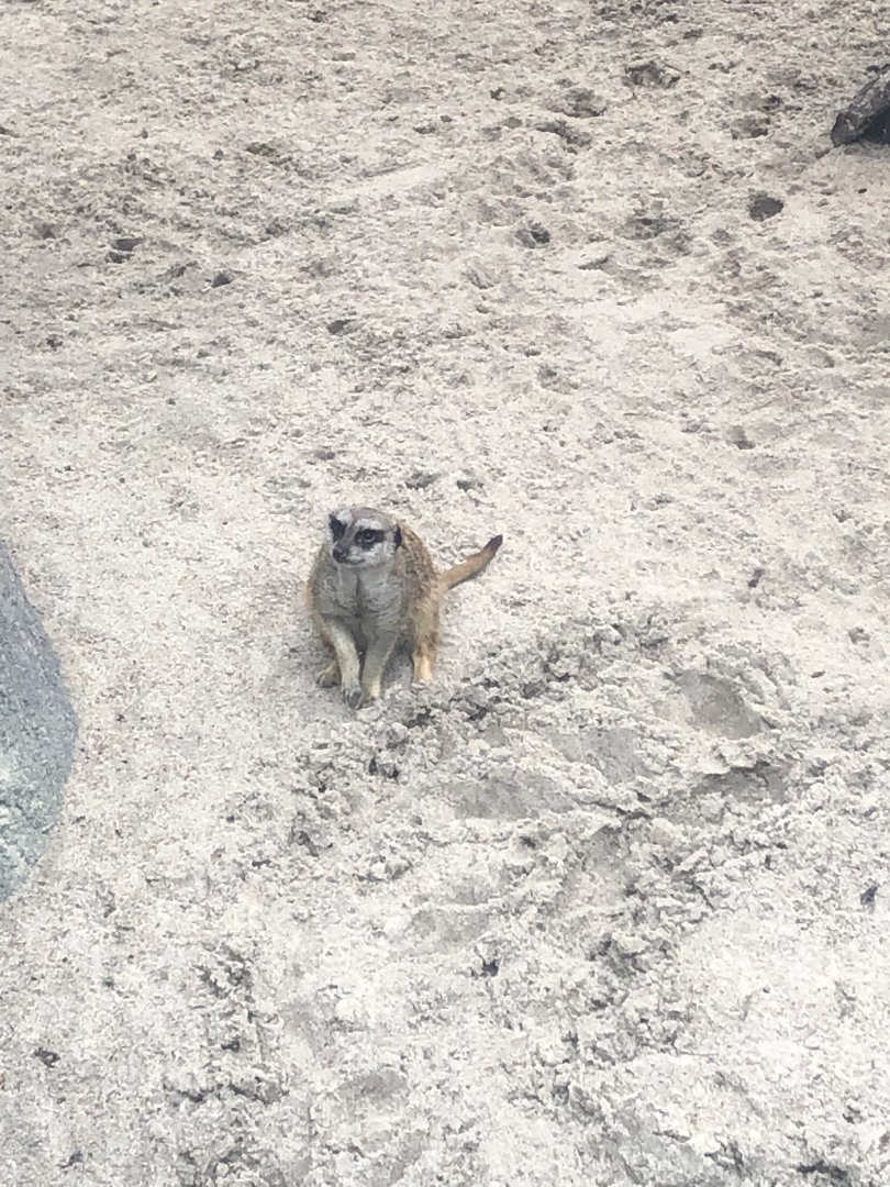 A meerkat