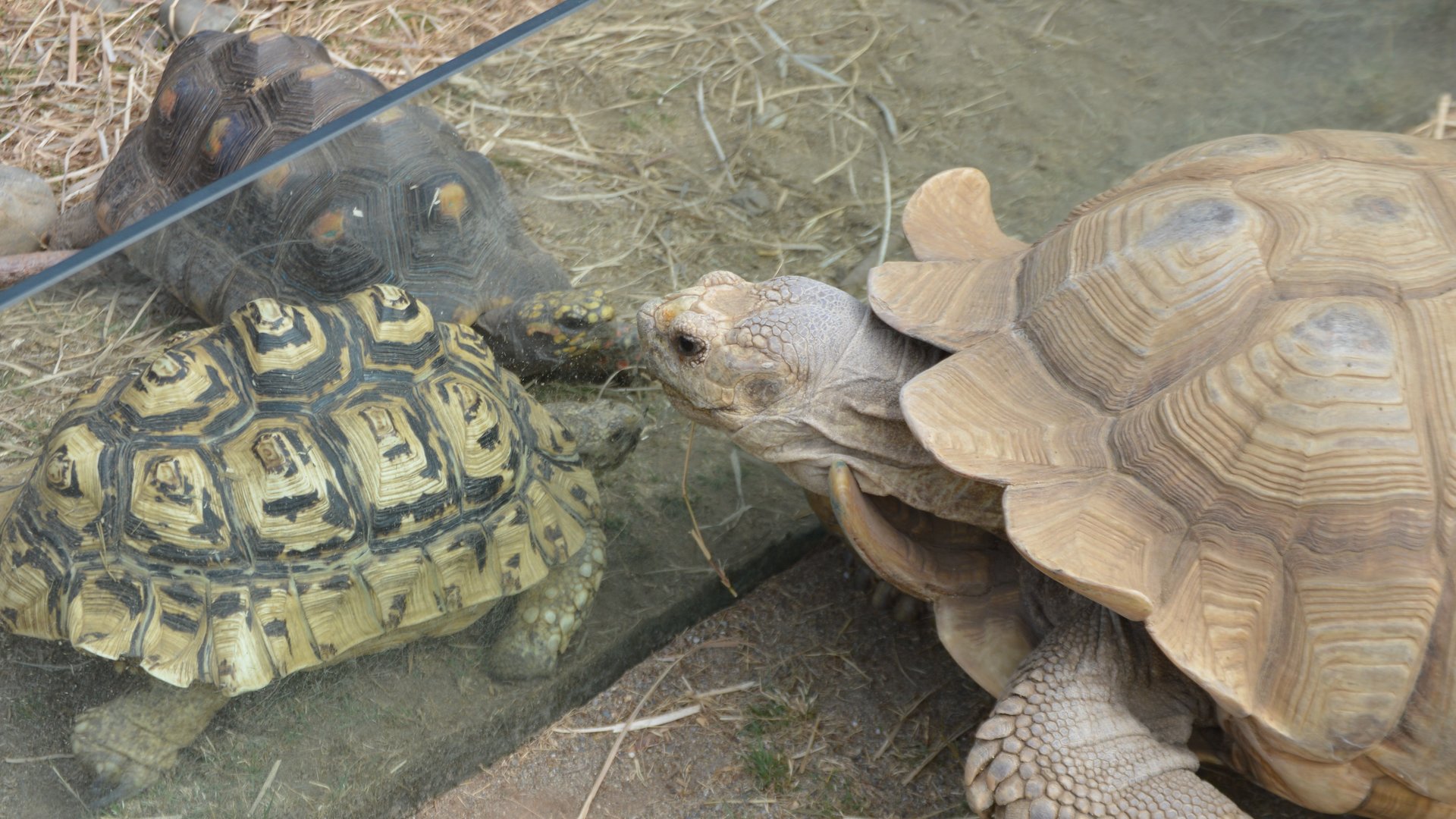 A meeting of the minds (three tortoise species)