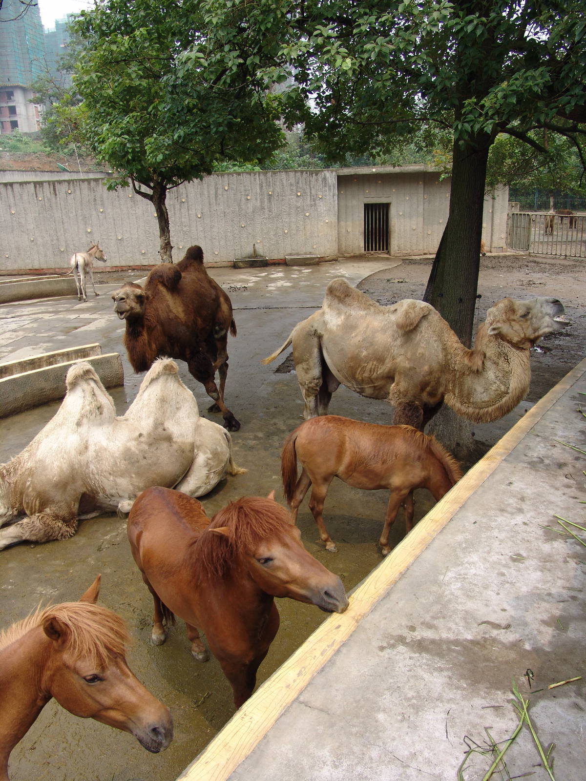 A mixed enclosure for "Tibetan" domesticated animals