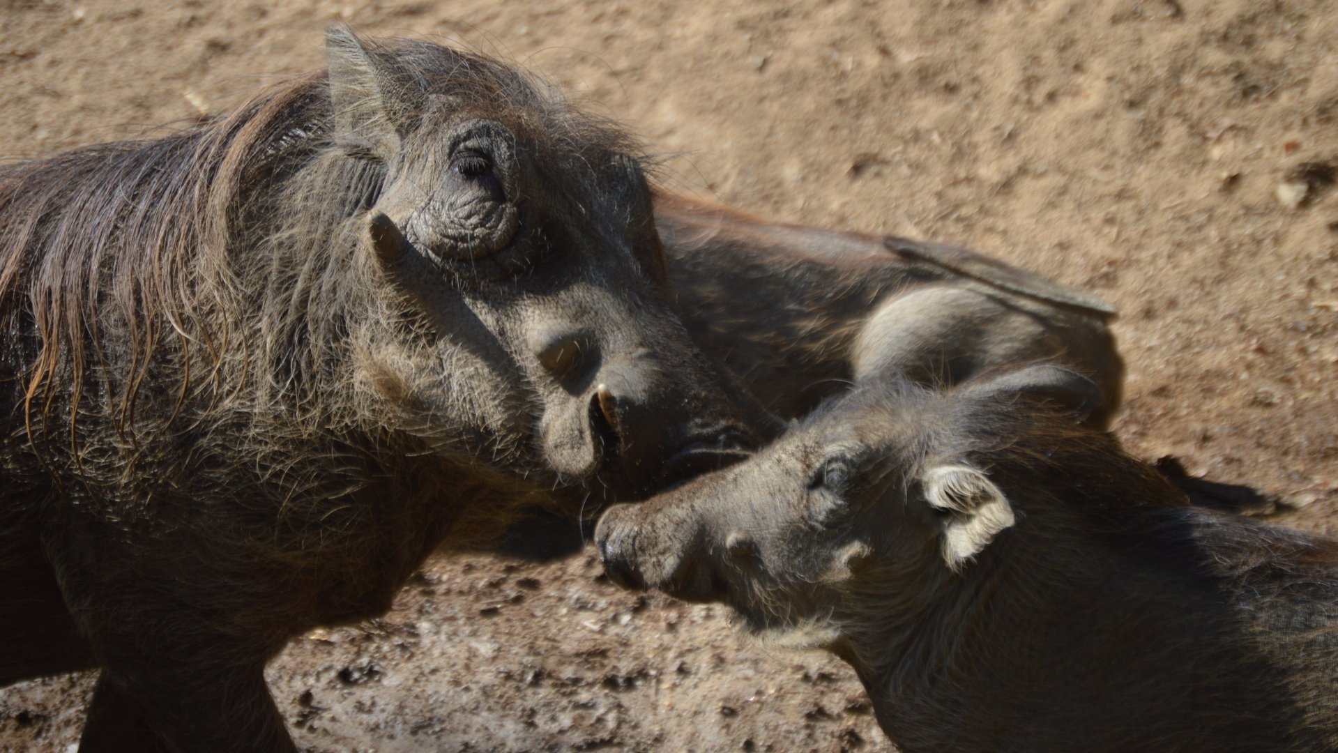 A mother's love, Phacochoerus africanus sundevalli