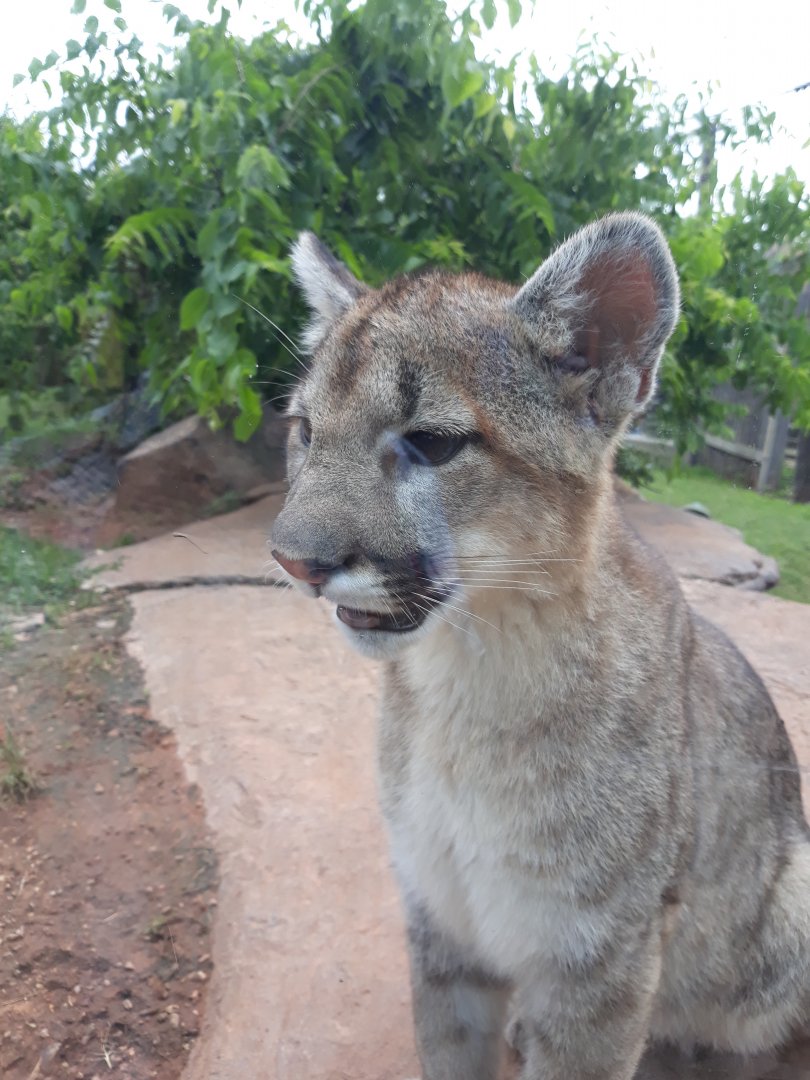 A mountain lion cub