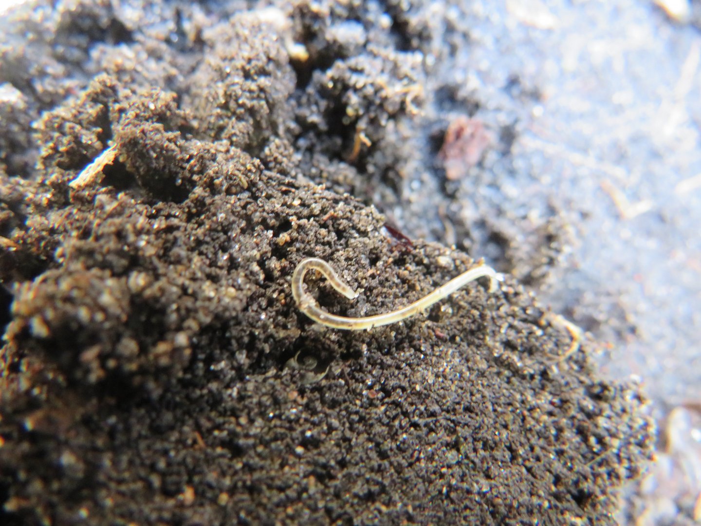 A much better Nematode Photo