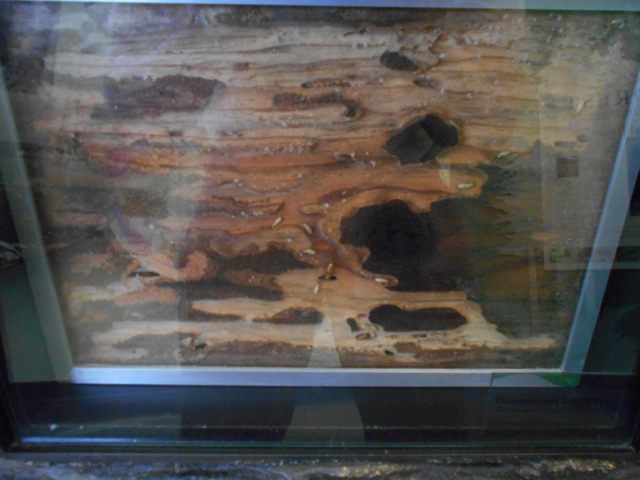 A much better place to see termites than in your house