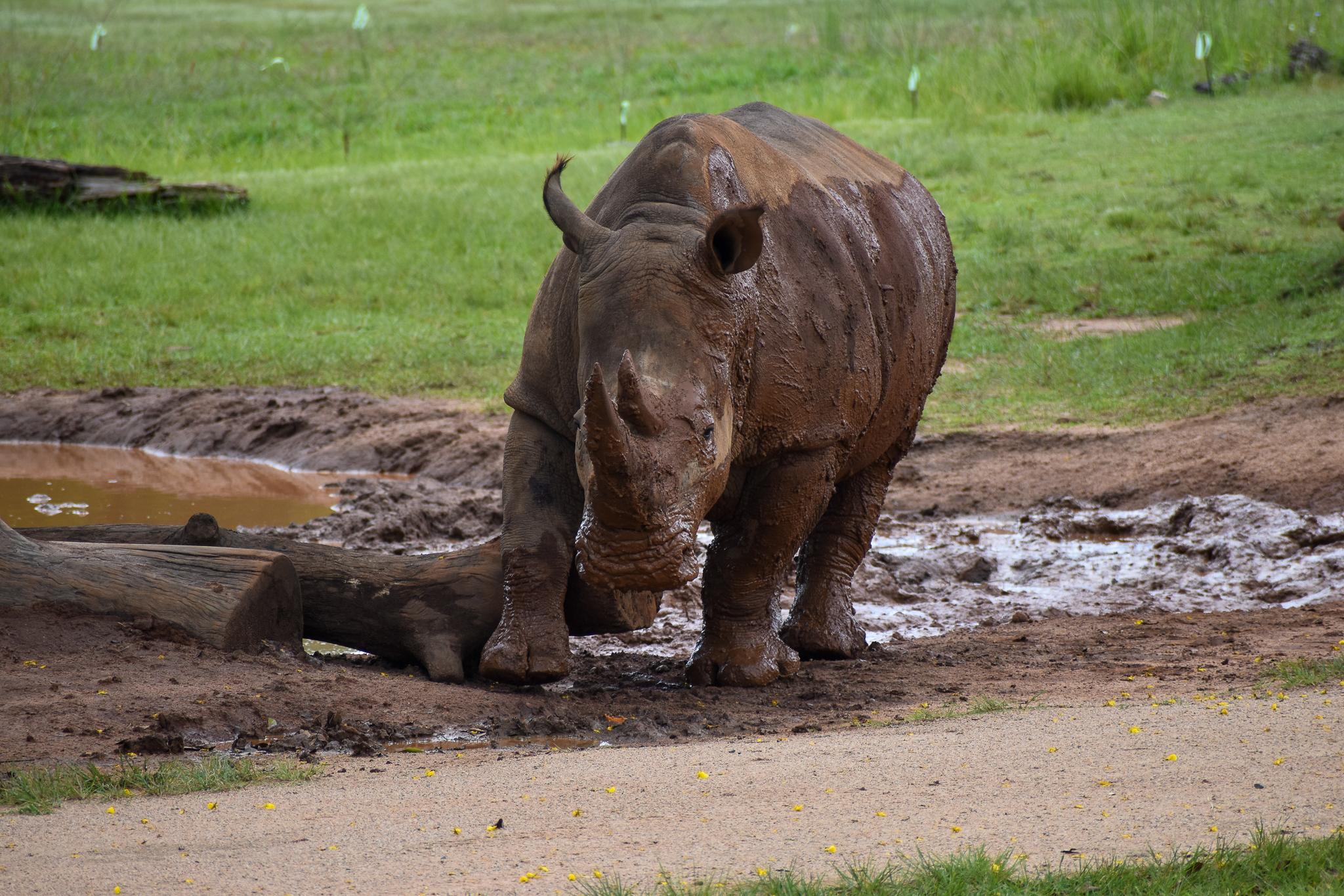 A Muddy Rhino