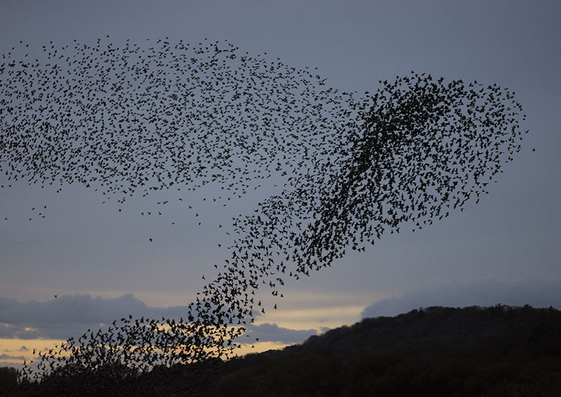 A murmuration of starlings