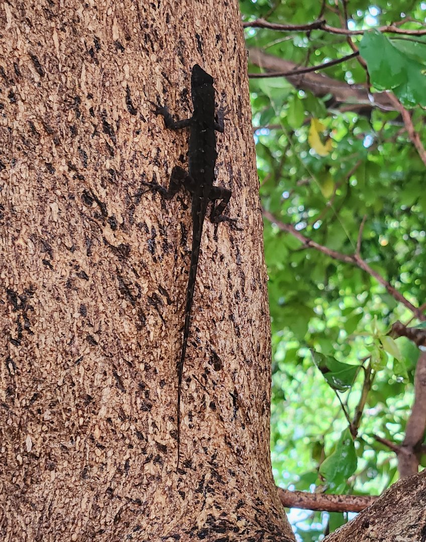 A near-black Brown Anole