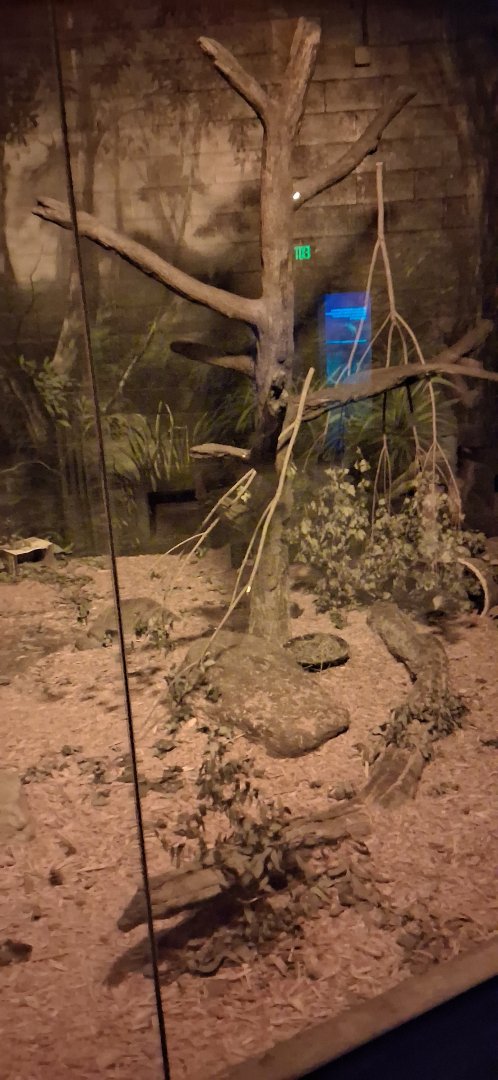 A new animal at the columbus zoo?