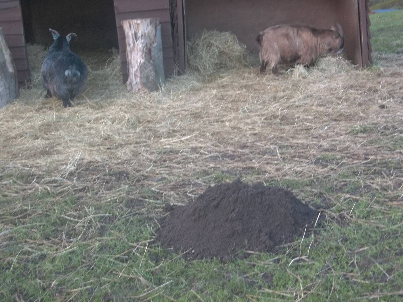 A new Goat Mountain? 18th January 2015