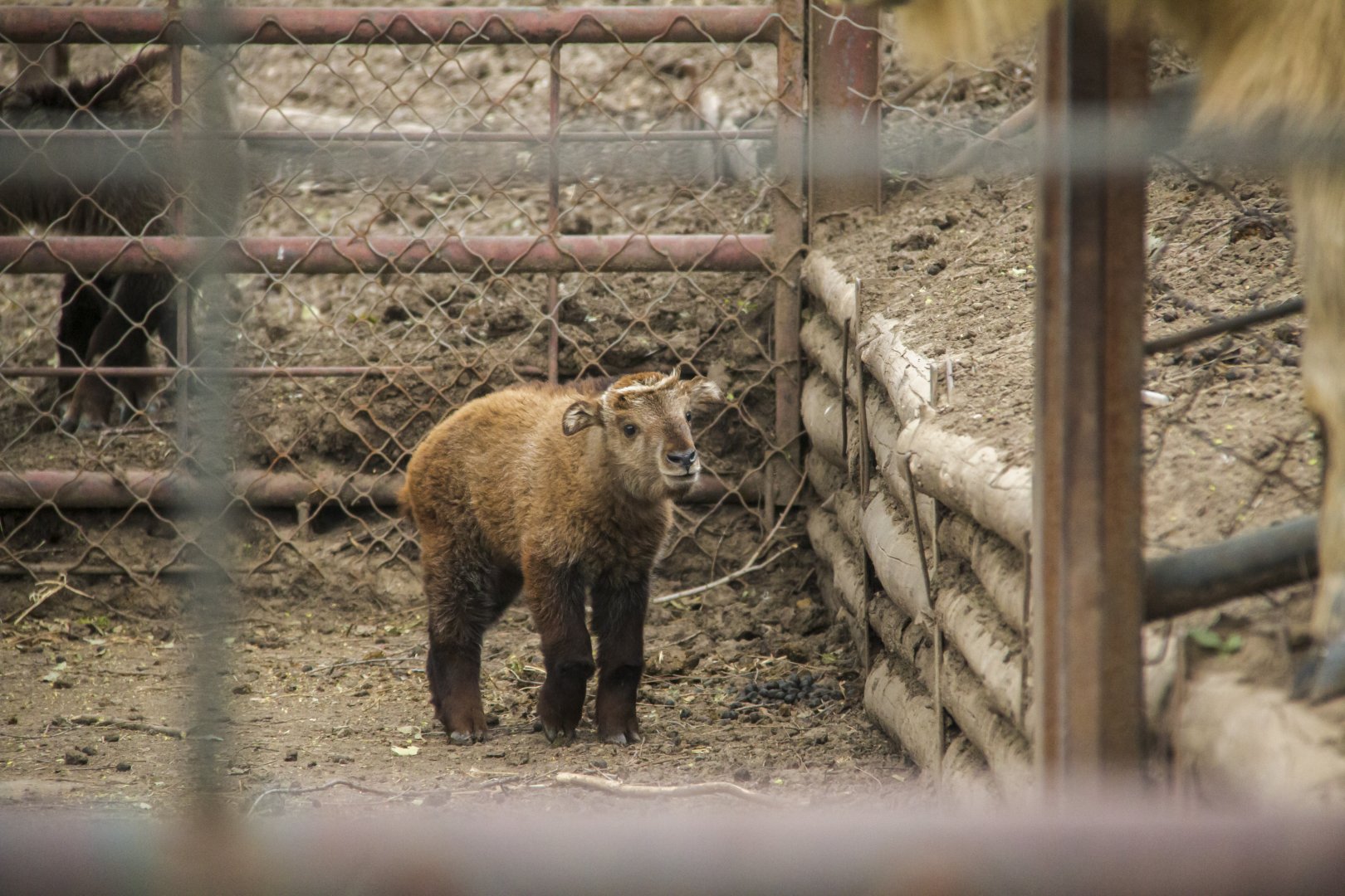 A new Golden Takin baby born in April