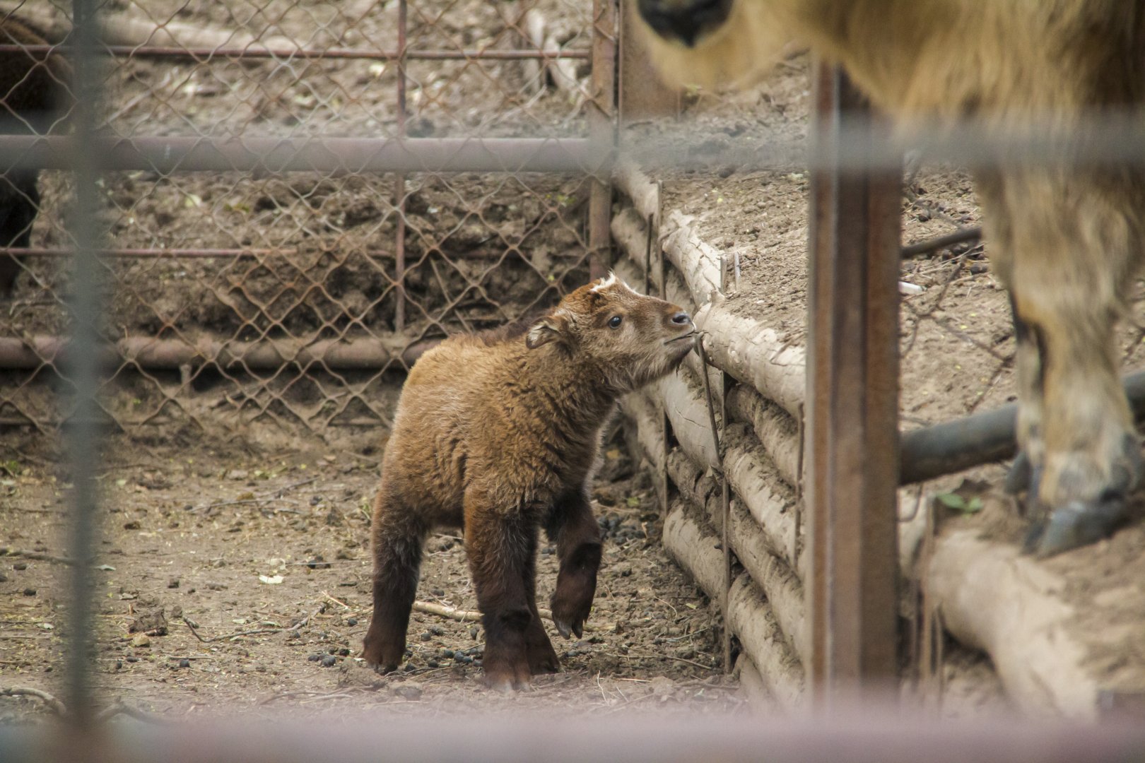 A new Golden Takin baby born in April.