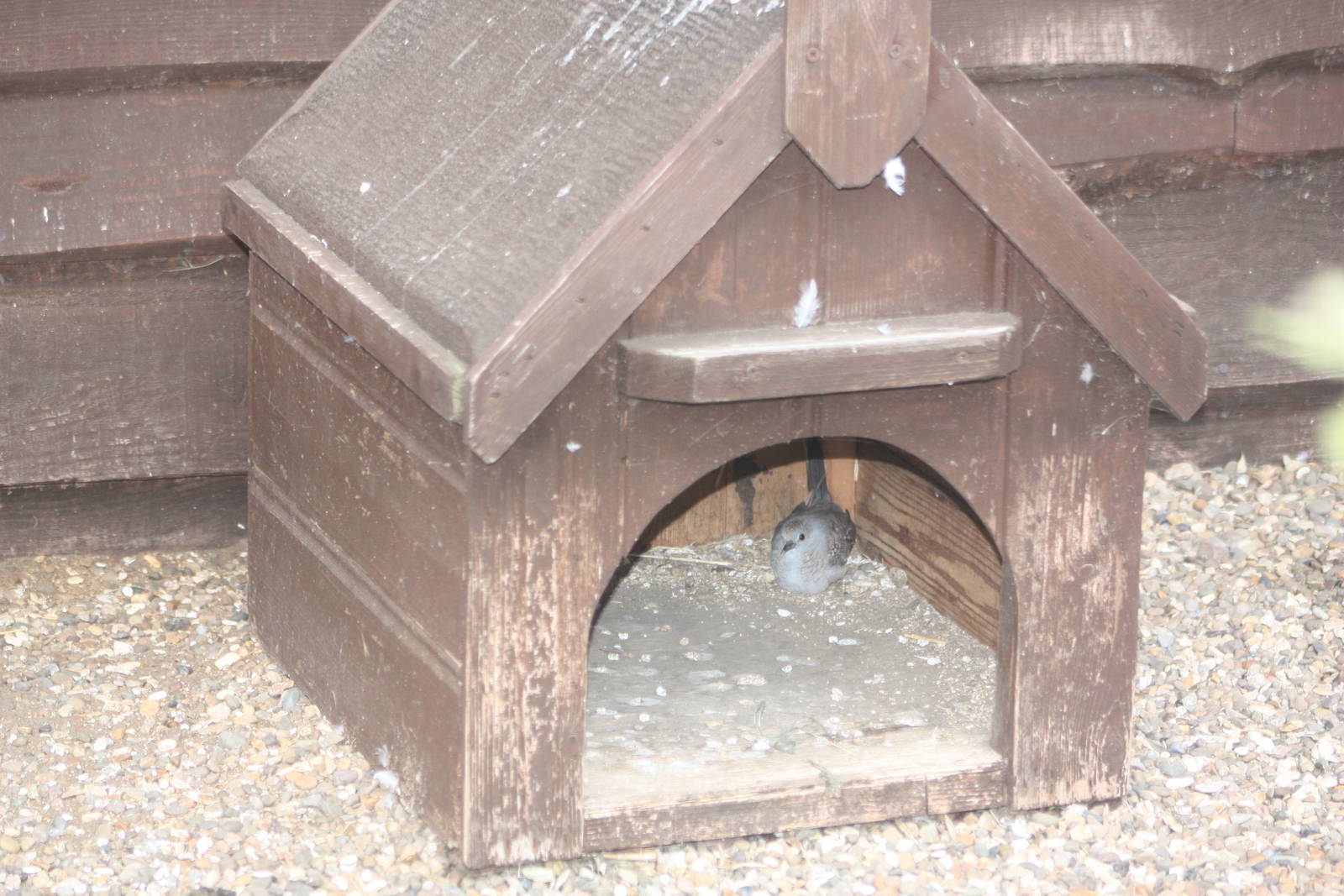A new hideaway for a young Diamond Dove, 25th August 2014