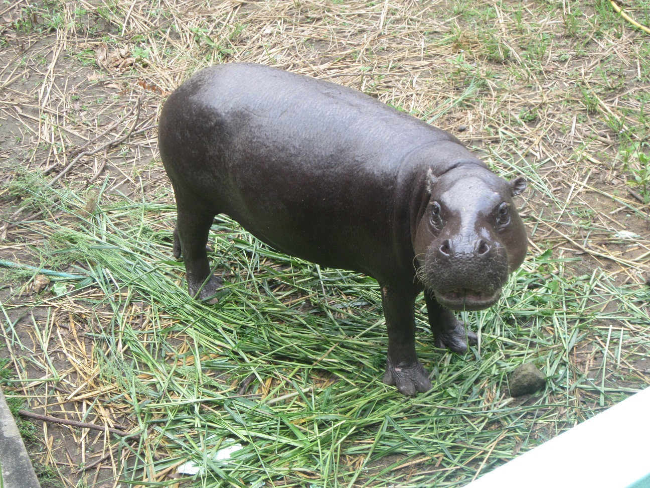 A new hope for abidjan zoo